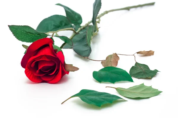 Dlouhý stonek růže Stock Snímky