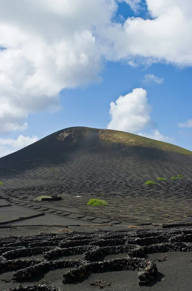 火山葡萄园 — 图库照片