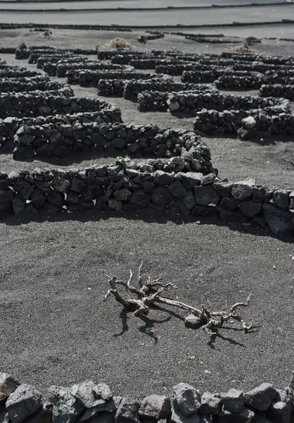 stock image Volcanic Vineyards