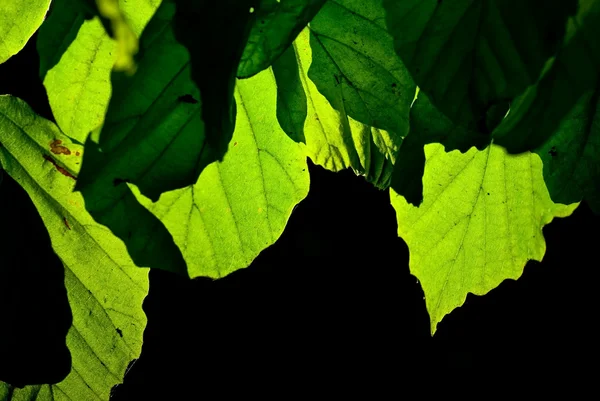 stock image Leaves on black