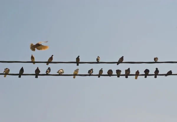 stock image Pigeons