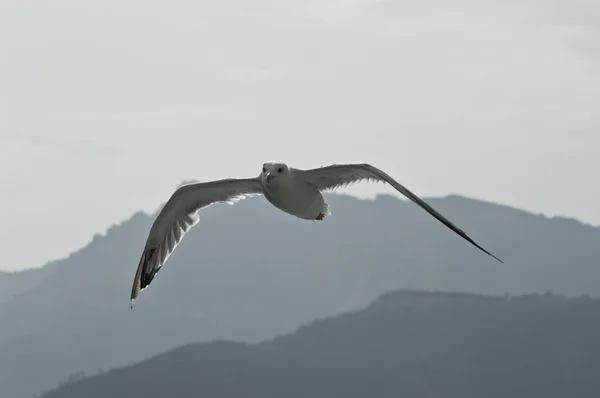 stock image Seagull