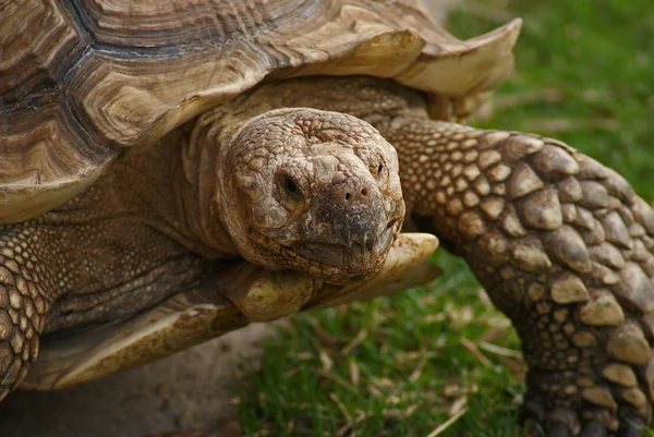 stock image Turtle