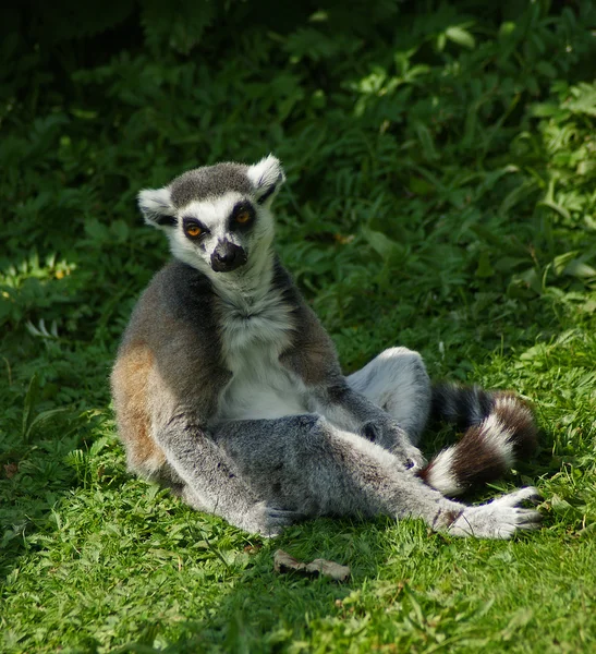 Lemur Stockfoto