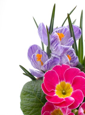 Spring Flowers clipart