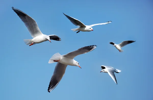 Чайки против голубого неба — стоковое фото