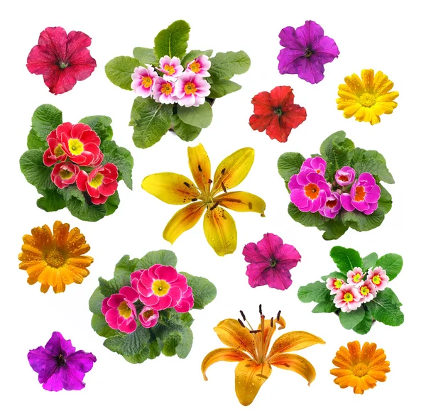 Färguppsättning för blommor — Stockfoto