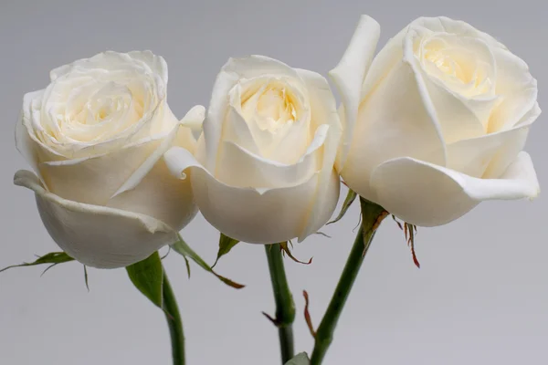 Wedding roses — Stock Photo, Image