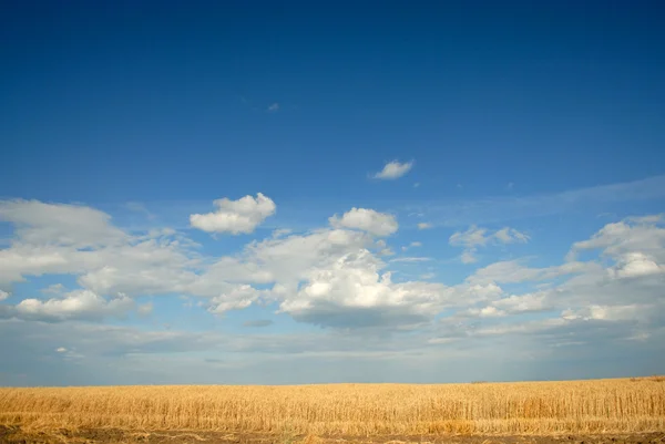 Wide Wheat Field — Fotografie, imagine de stoc