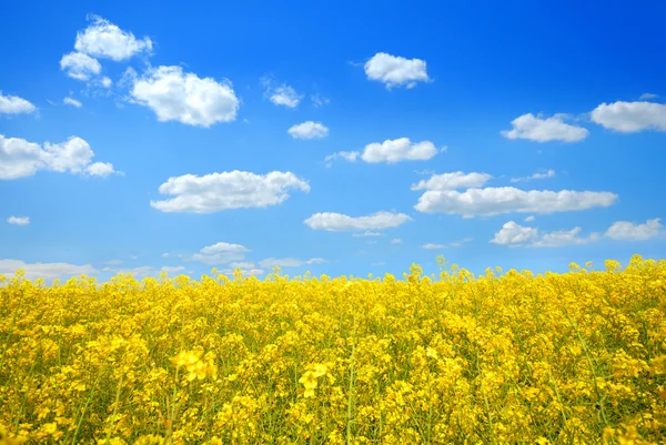 Brassica napus sotto il cielo blu brillante — Foto Stock