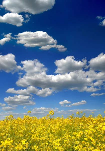 Brassica napus sotto il cielo blu — Foto Stock