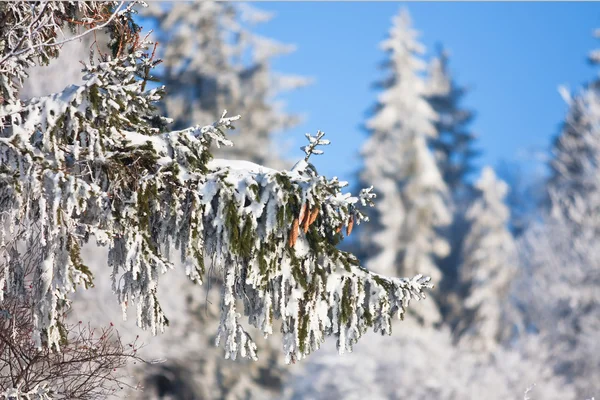 Conos de pino en la rama cubierta de nieve esponjosa Fotos De Stock