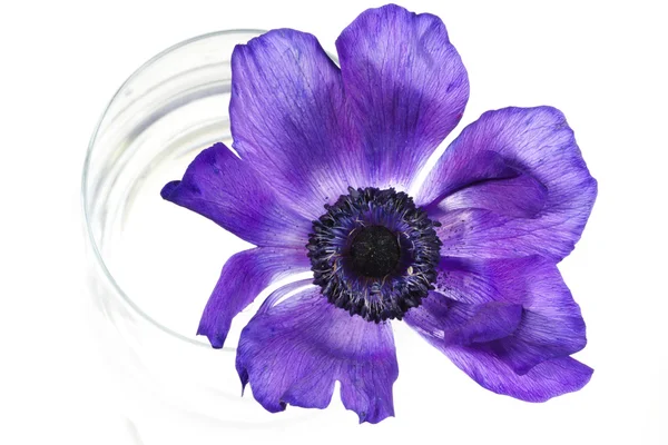 cam çiçek