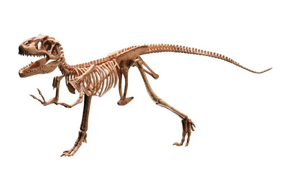 stock image Dinosaur skeleton