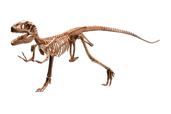 Dinosaurie skelett Stockbild