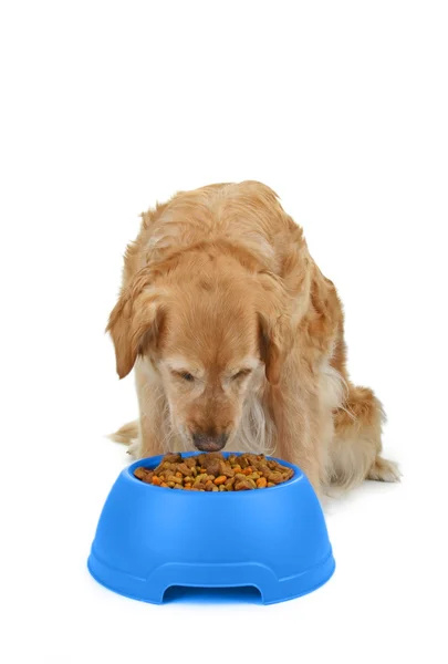 Dog eating — Stock Photo, Image