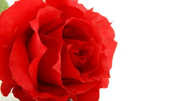 Цветок, красная роза — стоковое фото