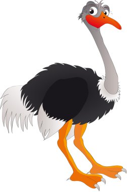 Ostrich clipart