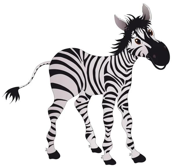 Zebra — Stockvektor