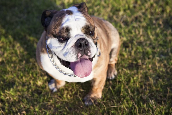 Bulldog Relajante —  Fotos de Stock