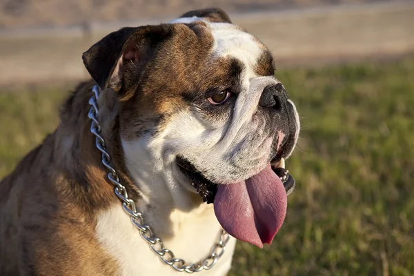 stock image Brindle English Bulldog