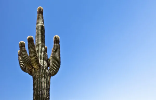 Kaktus pustynny Obrazek Stockowy