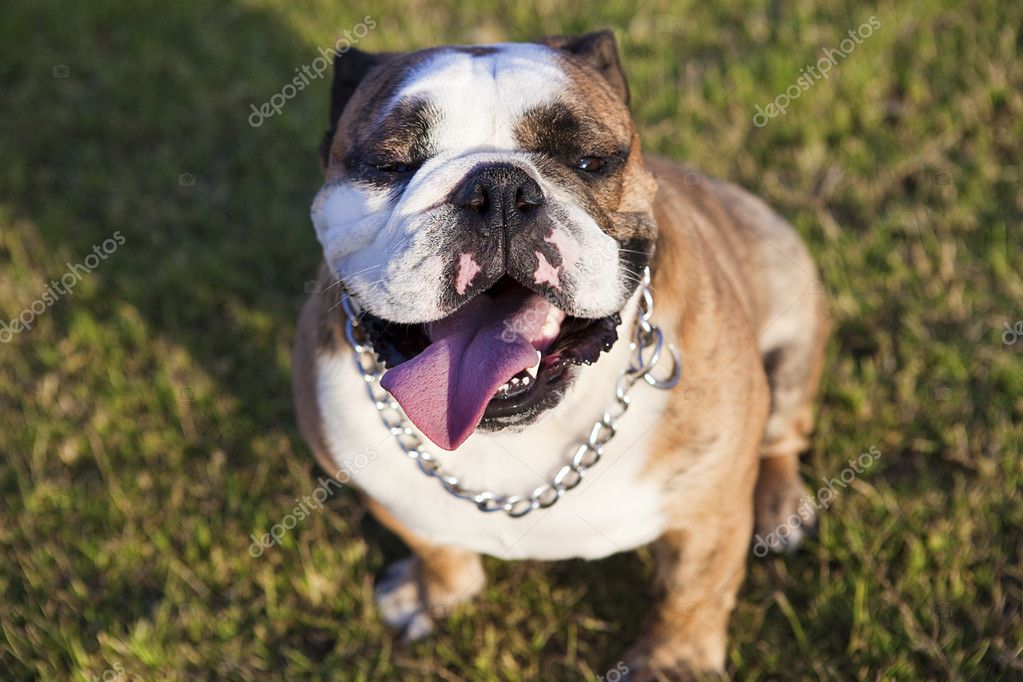 Happy English Bulldog — Stock Photo © elswarro #3764660