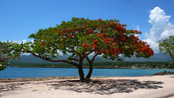 Red tree — Stock Photo, Image