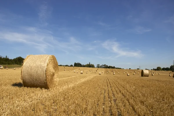 stock image Golden fields