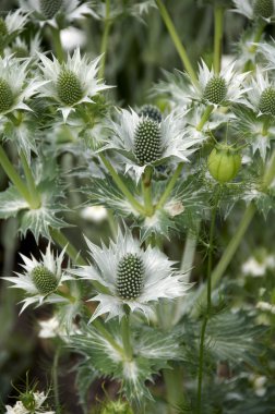 Eryngium clipart