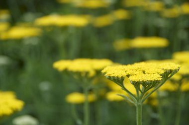 Achillea