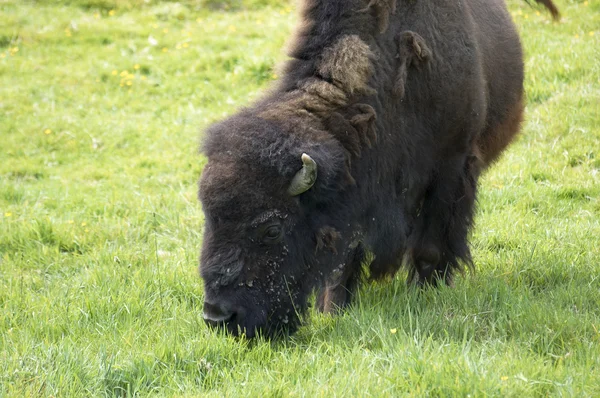 stock image Buffalo