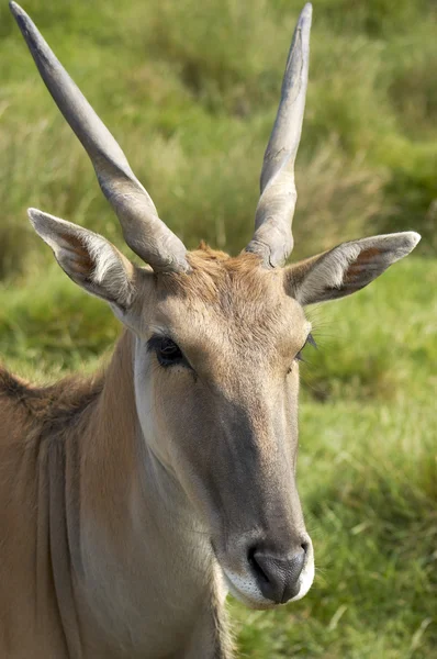 Eland antilopa — Stock fotografie