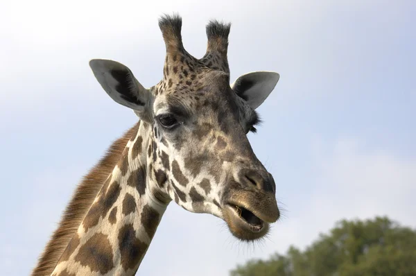 stock image Giraffe