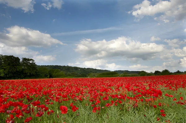 stock image Poppy Field