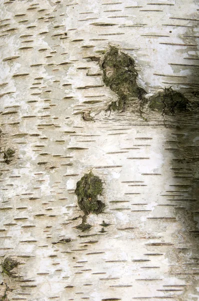 실버 자작나무 껍질 — 스톡 사진