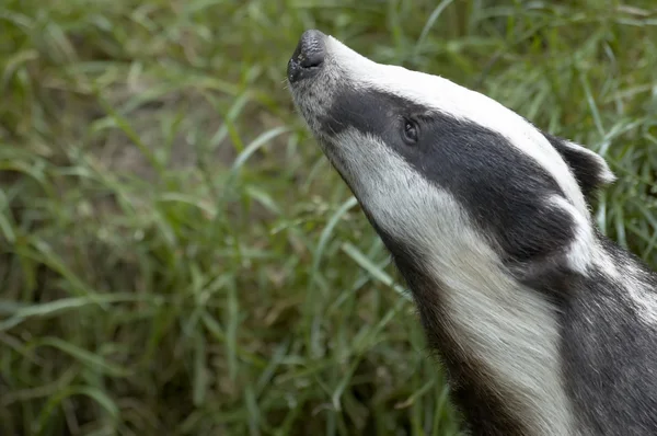 Badger — Stok Foto
