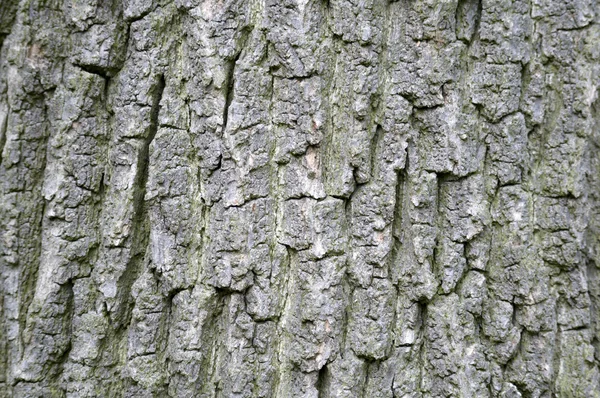 Tronco albero — Foto Stock