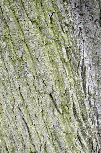 木の幹 — ストック写真