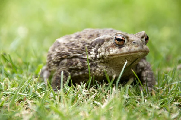 stock image Frog