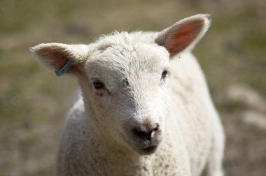 Lamb clipart