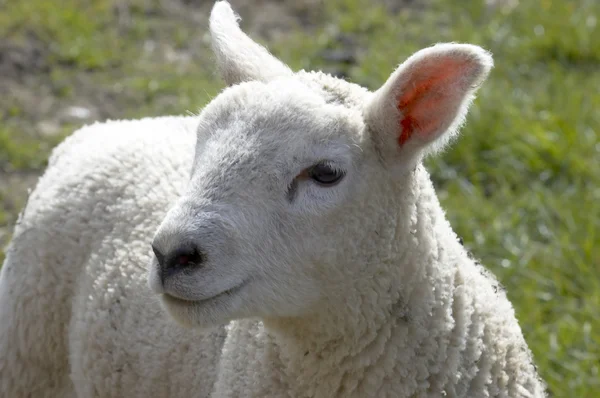 Yew and Lambs — Stock Photo, Image