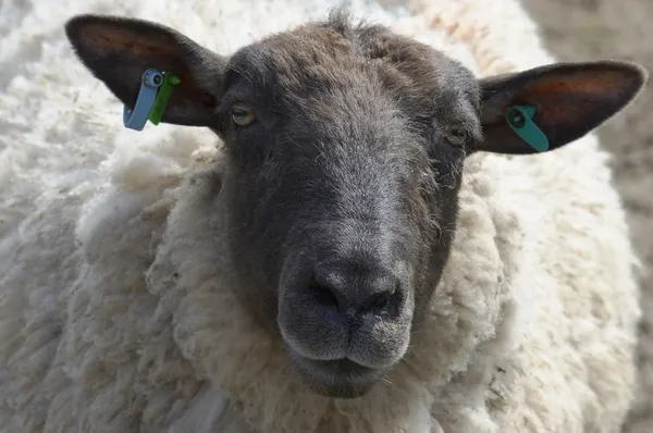 羊 免版税图库照片
