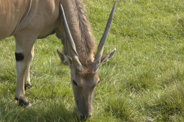 eland antilop