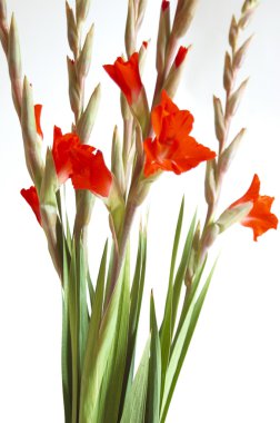 Kırmızı Glayöl