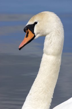 Kuğu.