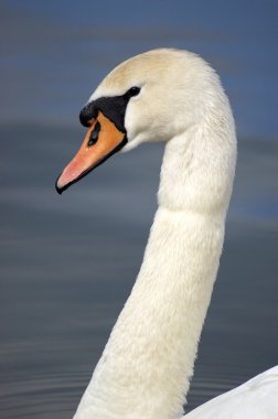 Kuğu.