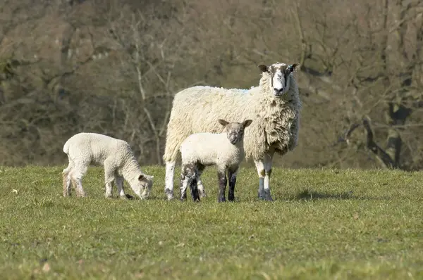 Yew and Lambs — Stock Photo, Image