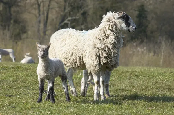 イチイと子羊 — ストック写真