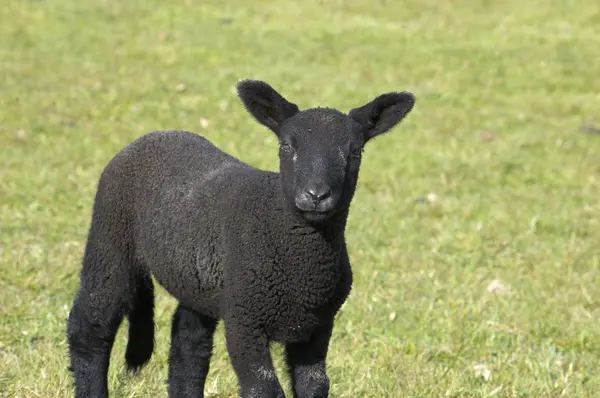 Fekete bárány — Stock Fotó